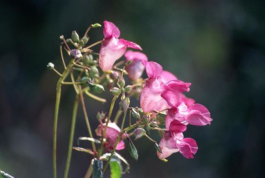 Image of Himalayan balsam