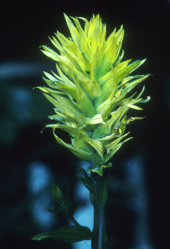 Image of <i>Castilleja uliginosa</i>