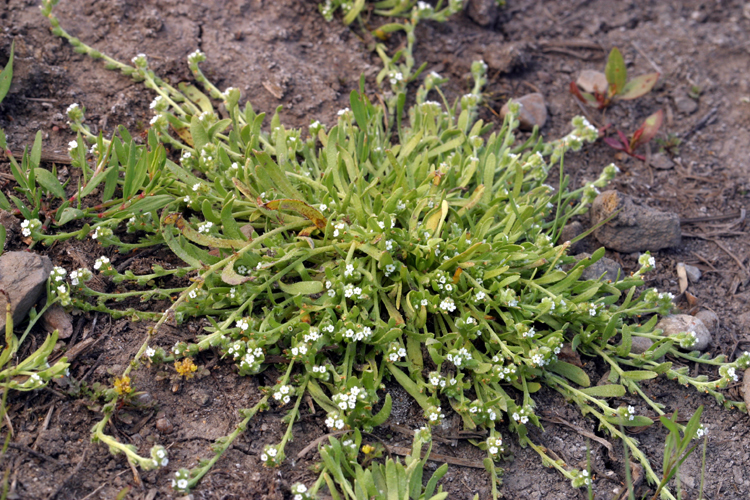 Image of <i>Plagiobothrys cognatus</i>