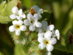 Image of <i>Plagiobothrys cognatus</i>