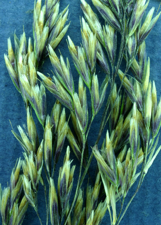 Image of Tufted Hair-grass