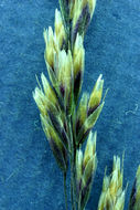 Image of Tufted Hair-grass