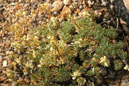 Image of fewseed draba