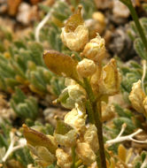 Image of fewseed draba