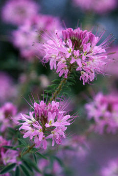 Image of Navajo spinach