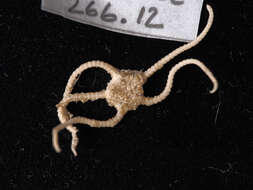 Image of Ophiopyrgidae Perrier 1893