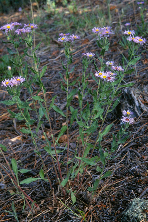 Image of threenerve fleabane