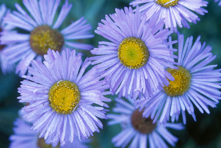 Image of threenerve fleabane