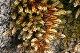 Image of Watson's spikemoss