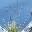 Image of alpine bentgrass