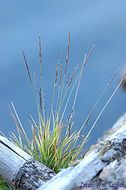 Image de Agrostis humilis Vasey