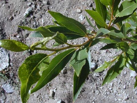 Image of narrowleaf cottonwood