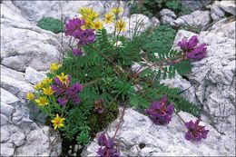 Image de Oxytropis jacquinii Bunge