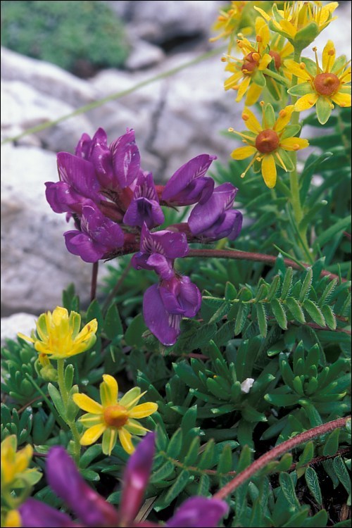 Image de Oxytropis jacquinii Bunge