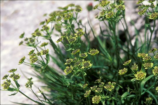 Image of Bupleurum petraeum L.