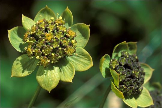 Image of Bupleurum petraeum L.