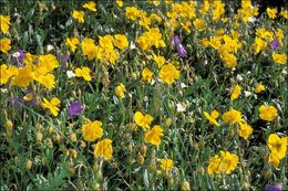 Image of <i>Helianthemum grandiflorum</i>