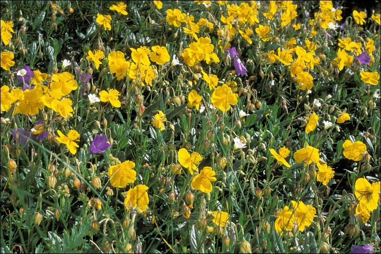 Image of <i>Helianthemum grandiflorum</i>