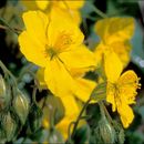 Image of <i>Helianthemum grandiflorum</i>
