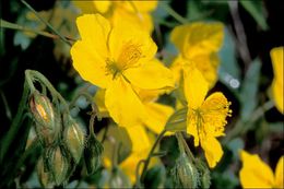 Image of <i>Helianthemum grandiflorum</i>