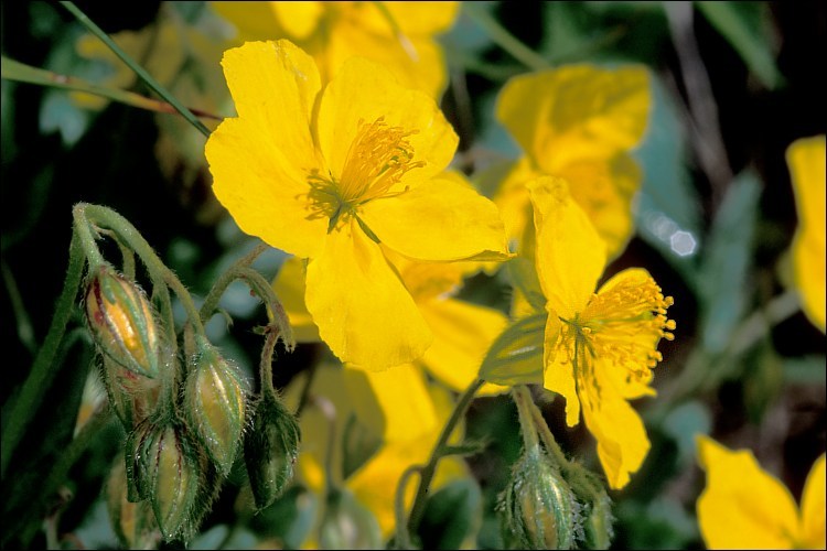 Image of <i>Helianthemum grandiflorum</i>