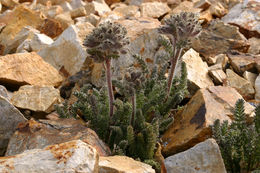 Слика од Polemonium chartaceum Mason