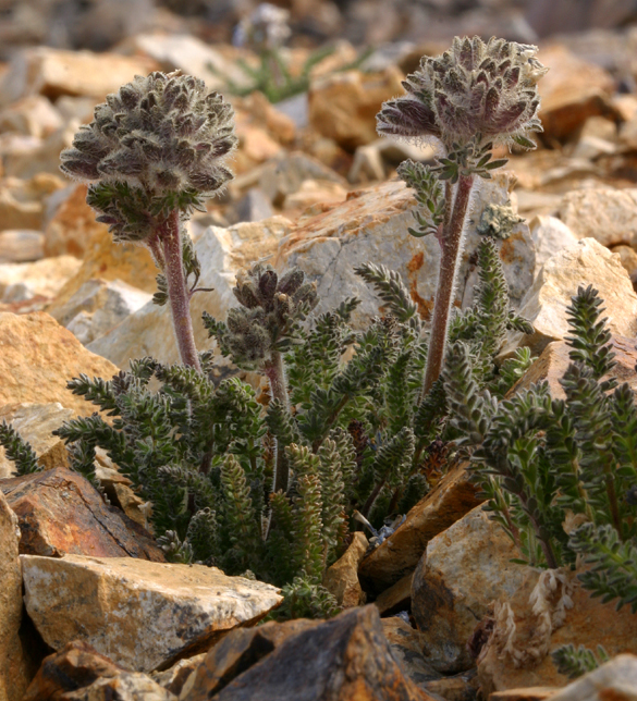 Слика од Polemonium chartaceum Mason