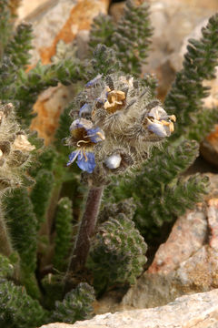 Слика од Polemonium chartaceum Mason