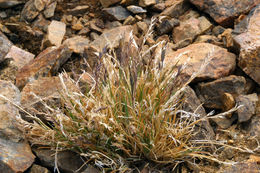 Image of alpine fescue