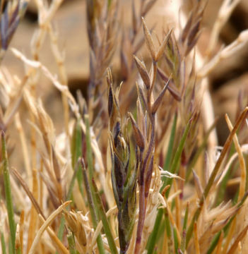 Image of alpine fescue