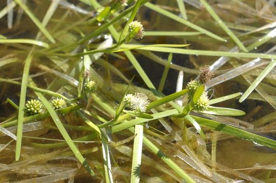 Image of Least Bur-reed