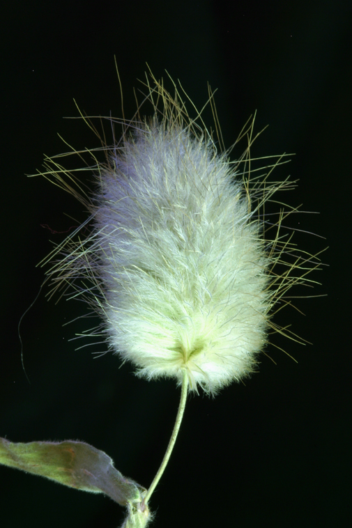 Image of harestail grass