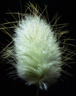 Image of harestail grass