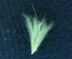 Image of harestail grass