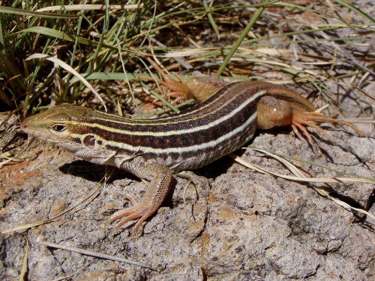 Image of Sonoran Spotted Whiptail