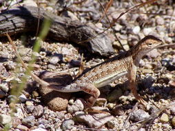 Image of Elegant Earless Lizard