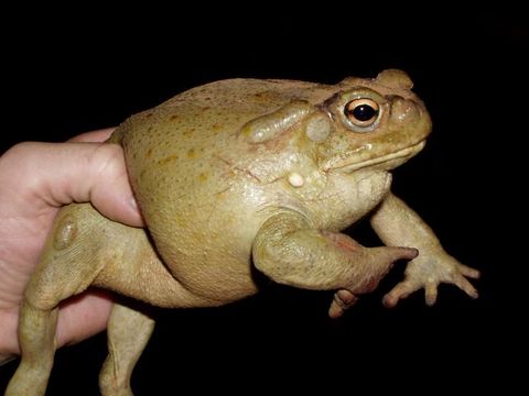 Image of Colorado River Toad Sonoran Desert Toad