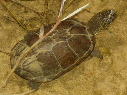 Image of Sonoran mud turtle
