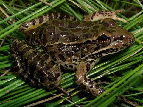 Image of Lowland Leopard Frog