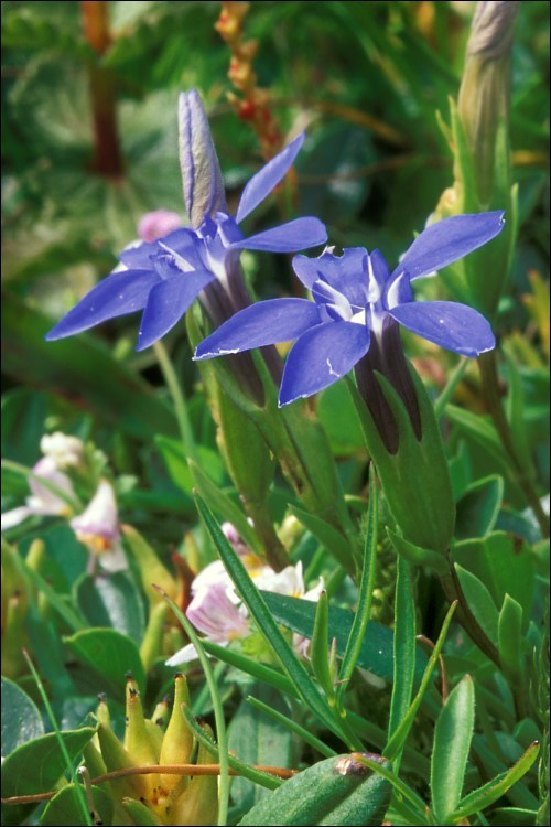 Image de Gentiana pumila Jacq.