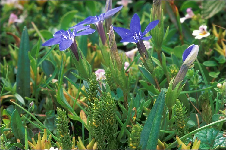 Image de Gentiana pumila Jacq.