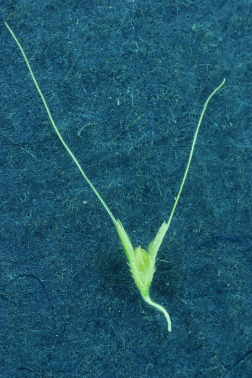 Imagem de Polypogon maritimus Willd.