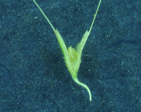 Image of Mediterranean rabbitsfoot grass