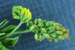 Слика од Medicago lupulina L.