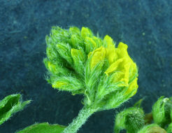 Слика од Medicago lupulina L.