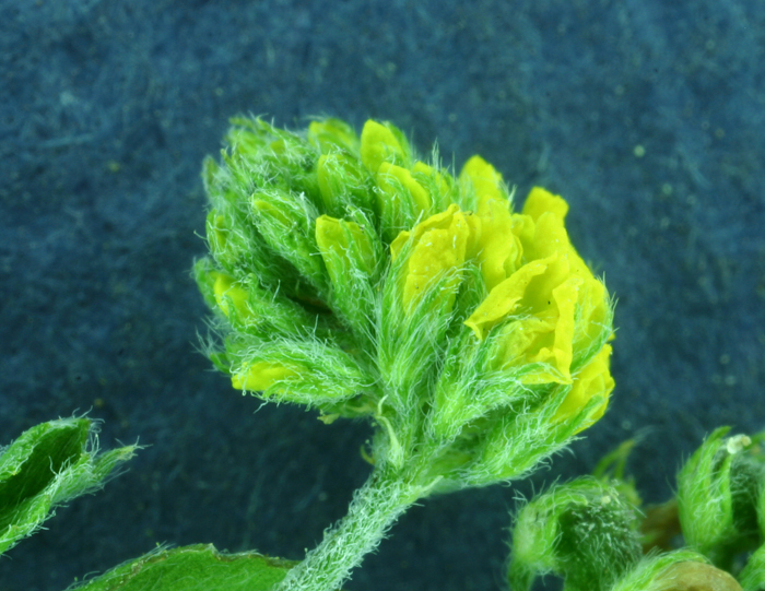 Слика од Medicago lupulina L.