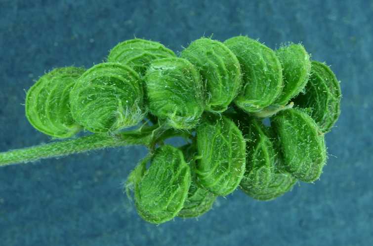 Image of black medick