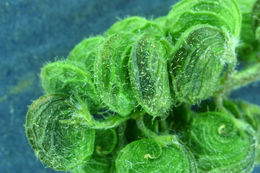 Image of black medick