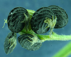 Image of black medick