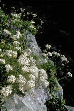 Achillea clavennae L. resmi